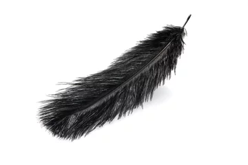  Black dyed ostrich feather close up isolated on the white background © Viktor