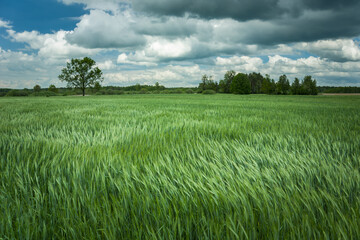 Wind swaying with green grain and clouds on the sky