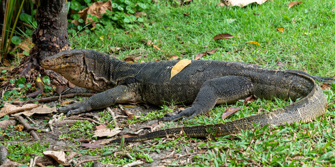 Thai Monitor Lizard