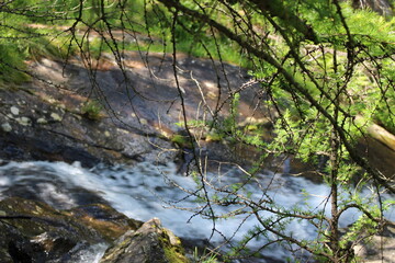 Lärchenzweig vor Fluss