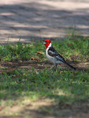 Bird northeastern cardinal