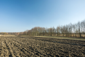 Ploughed agricultural field, trees without leaves and blue sky
