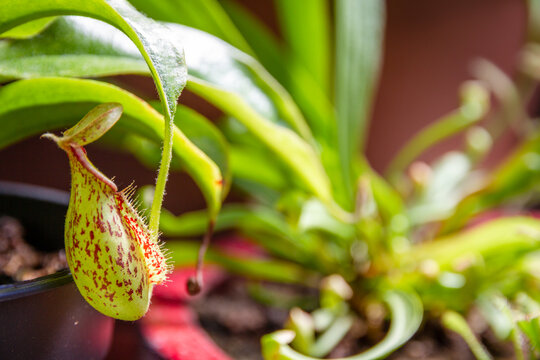 Nepenthes carnivorous plant close-up view