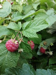raspberry on a branch