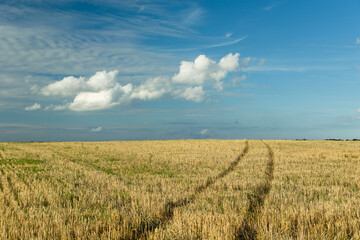 Traces of wheels on stubble and white clouds on blue sky