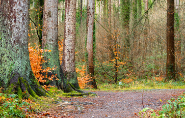 National Park Snowdonia Wales, December