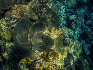 round large coral while snorkeling in the red sea from above