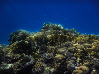 beautiful corals in deep blue water in a nature reserve in egypt