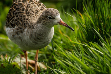 Red Shank In Grassland