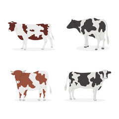 Set of cartoon cows. Vector cartoon collection with different cows. Flat vector illustration.