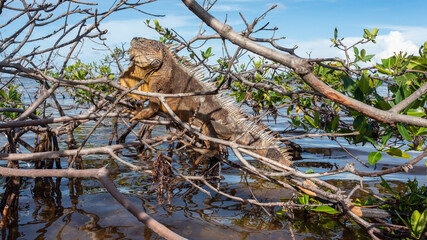 Green Iguana In Yucatan, Mexico