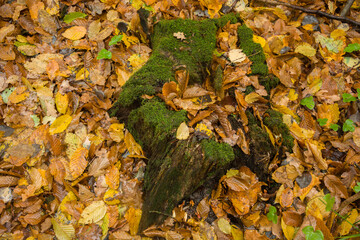 Trunk of felled tree with moss and fallen wet leaves