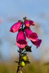 Fox Glove Flower