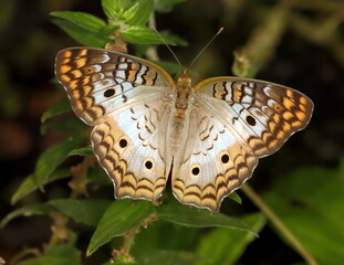 White peacock butterfly with wings spread open.