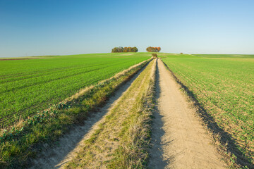Long dirt road in a green field, trees on the horizon and sky
