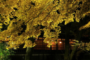 紅葉ライトアップの南昌荘