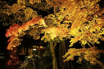 紅葉ライトアップの南昌荘