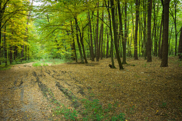 Fallen leaves on the road in the green forest