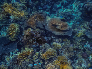 beautiful large colorful corals just under the surface in the red sea