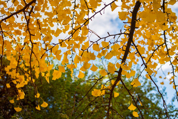Yellow leaves on the branches of Ginkgo biloba on a background of blue sky in late autumn