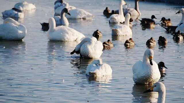 湖畔で羽繕いする白鳥たち