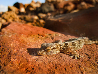 Gecko Sun Bathing