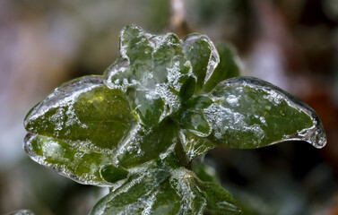 Close-up of beautiful flowers from my garden under freezing rain