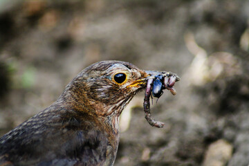 Blackbird Collecting Insects