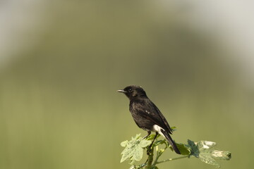 ied Bush Chat (Saxicola Caprata)