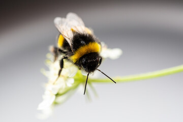 Bumble Bee Rescue
