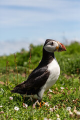 Fototapeta premium Puffin On Skomer