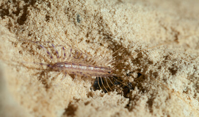 Scutigera hide in sand
