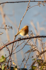 Robin perching on a bramble branch