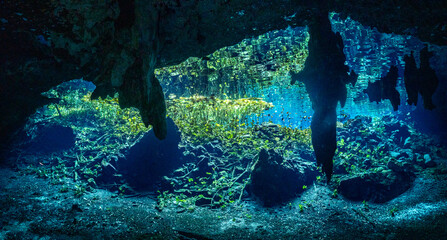 Gran Cenote Underwater in Yucatan, Mexico
