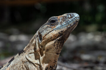Spiny tail Iguana Yucatan, Mexico