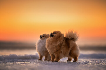Naklejka na ściany i meble two pomeranian spitz dogs posing outdoors in winter at sunset