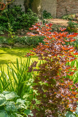 A country garden in England