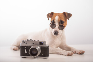 Portrait of Jack Russell Terrier dog wearing in sunglasses with a classic photo camera on a white...