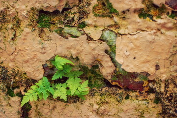 Fragment of a textured aged brick wall with a plant growing out of it