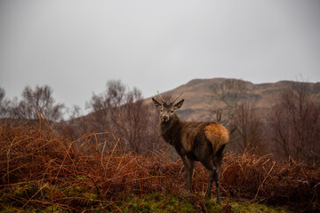 Red Deer In Autumn