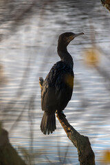 Cormorant perching on a branch, overlooking the water