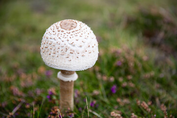 Mushroom Growing In The Wild