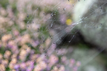 Spiders Web In Amongst Heather