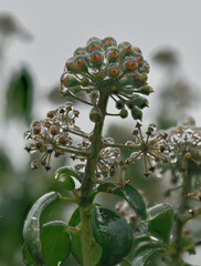 Close-up of beautiful flowers from my garden under freezing rain