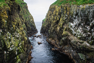 Seagulls nesting on cliffs of Mykines, Faroe Islands.