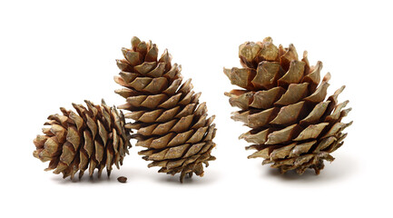 pine cones isolated on a white background 