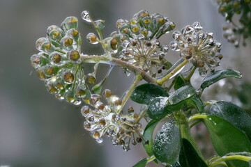 Close-up of beautiful flowers from my garden under freezing rain