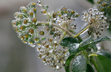 Close-up of beautiful flowers from my garden under freezing rain
