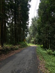 road in the forest