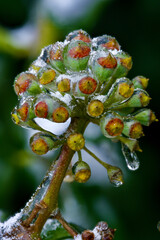 Close-up of beautiful flowers from my garden under freezing rain